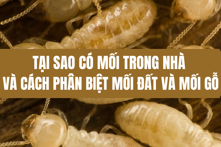 Tại sao có mối trong nhà và cách phân biệt mối đất và mối gỗ